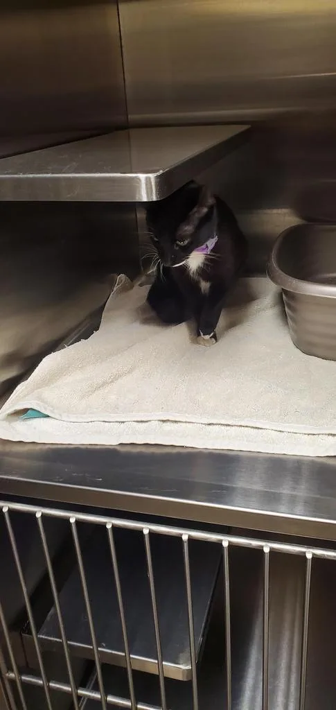 A young medium-sized female Domestic Short Hair cat named Tess for adoption in Great Bend, KS