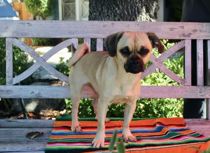A young small-sized female Yellow / Tan / Blond / Fawn Puggle dog named Suzi for adoption