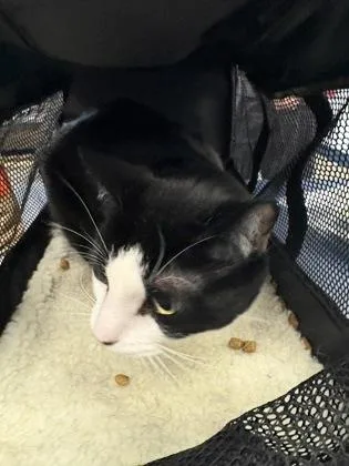 An adult medium-sized male Domestic Short Hair cat named Tarot for adoption in Madison, NJ