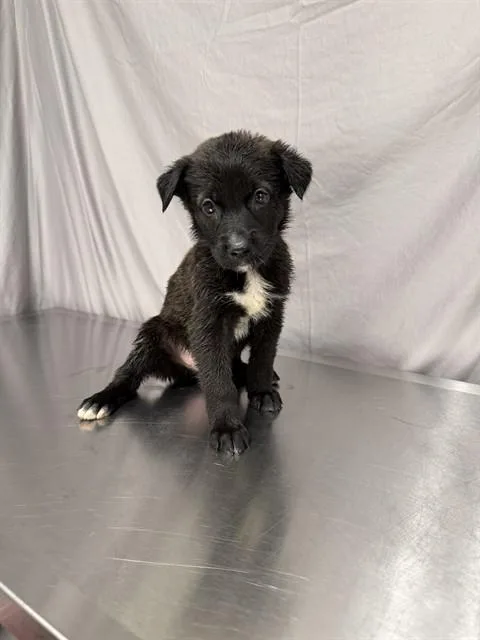 A baby small-sized female German Shepherd Dog dog named Agatha for adoption in Agoura, CA