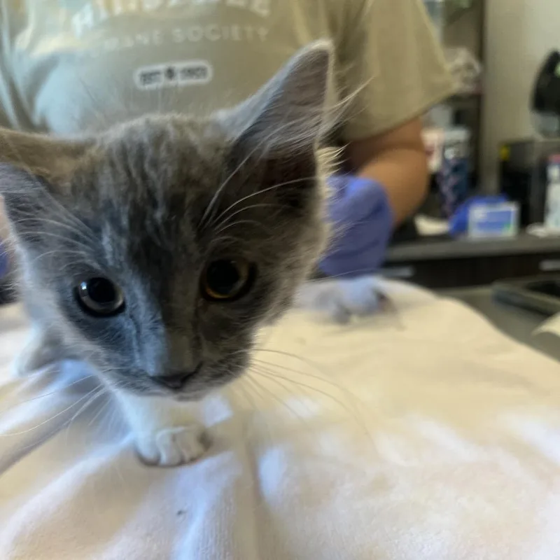 A baby small-sized male Gray / Blue / Silver Domestic Medium Hair cat named Gandalf for adoption in Hinsdale, IL