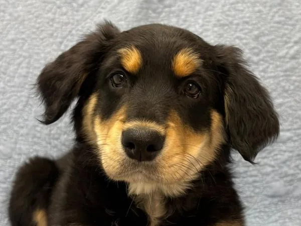 A baby small-sized female Border Collie dog named Friesian for adoption in Portland, OR