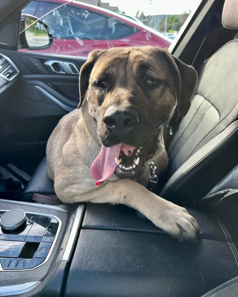 A young extra large-sized female Mastiff dog named Flora for adoption in Santa Rosa Valley, CA