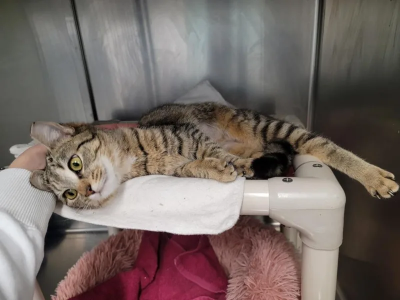 Sigourney thumbnail 3