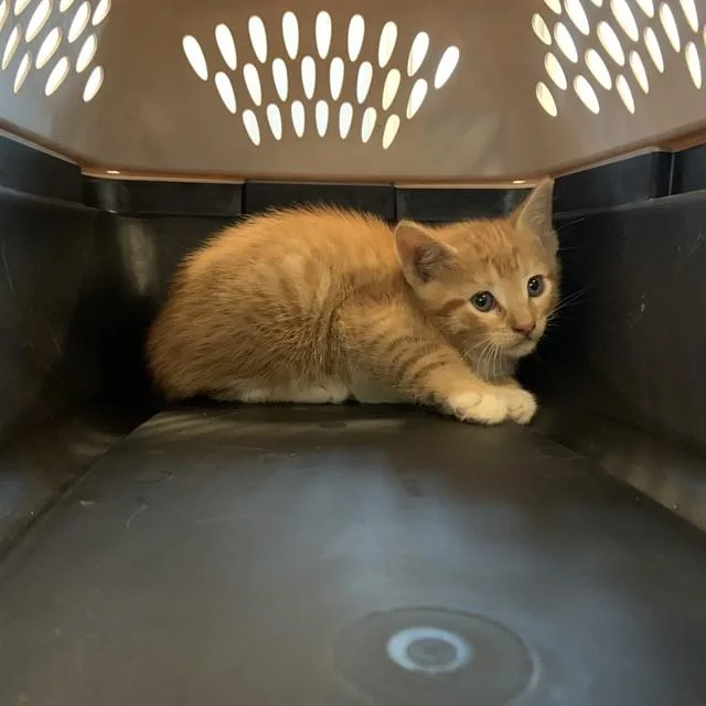 A baby small-sized male Domestic Short Hair cat named Deimos for adoption in San Jose, CA