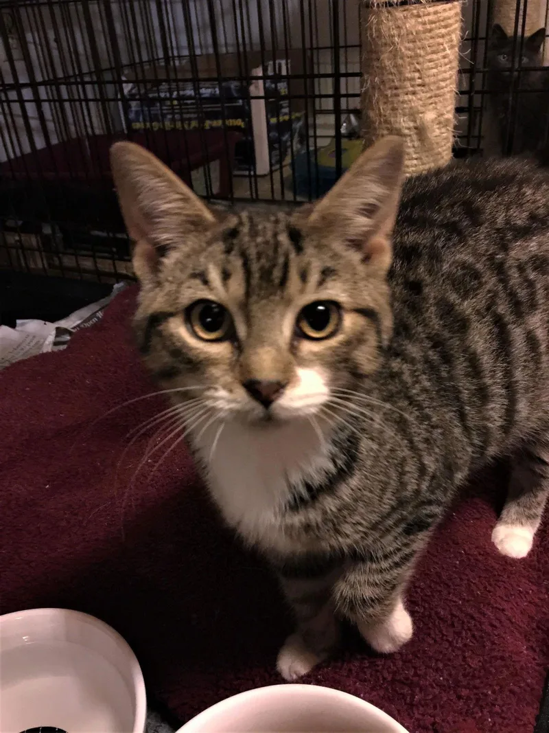A senior medium-sized female Domestic Long Hair cat named Mittens for adoption in Apollo, PA