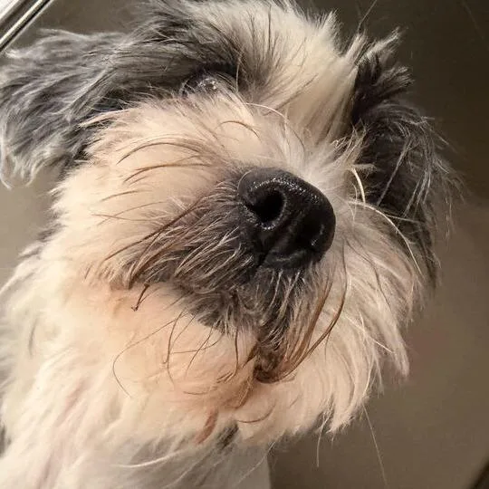 An adult small-sized female White / Cream Mixed Breed dog named Bumble for adoption in Davenport, IA