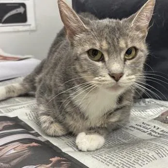 A young medium-sized female Domestic Short Hair cat named Blu for adoption in Jacksonville, FL