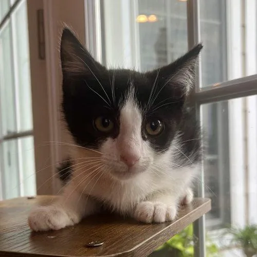 A baby small-sized male Domestic Short Hair cat named Hijinx for adoption in Knoxville, TN