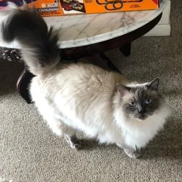 An adult medium-sized male Blue Point Domestic Long Hair cat named Claude for adoption in Hudsonville, MI