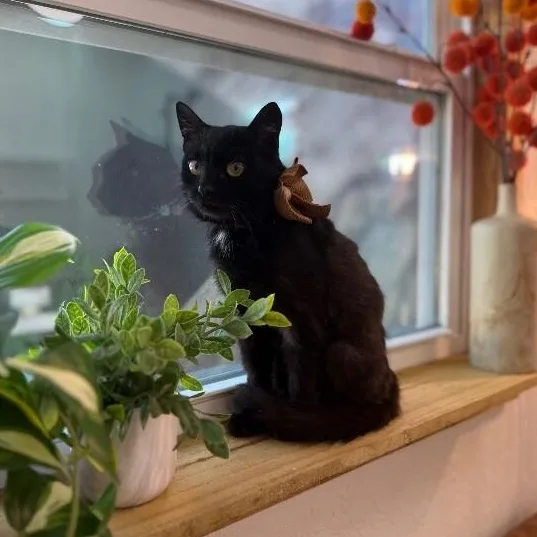 An adult small-sized female Black Domestic Medium Hair cat named Godiva Chocolate Fluff for adoption in Friendswood, TX