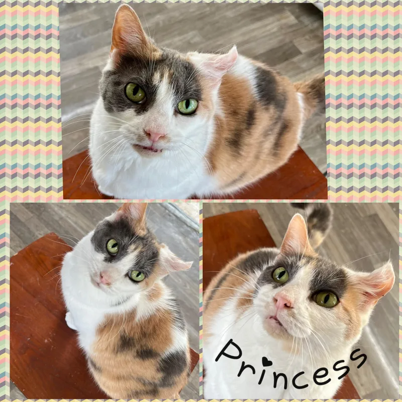 An adult medium-sized female Calico Domestic Short Hair cat named Princess for adoption in Winchester, VA