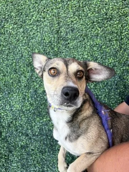 An adult small-sized female Brown / Chocolate Mixed Breed dog named Bandit for adoption in El Paso, TX
