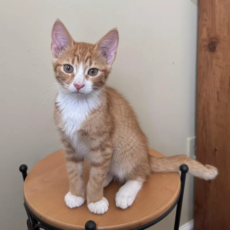 A baby small-sized male Orange / Red Domestic Short Hair cat named Cheddar for adoption in Brownsboro, AL
