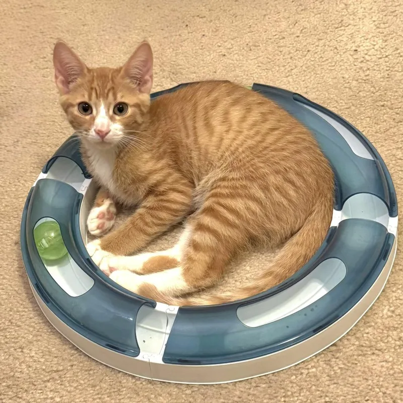 Cheddar thumbnail 4