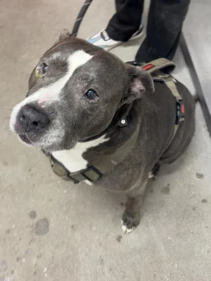 An adult large-sized female Mixed Breed dog named Belinda for adoption in West Chester, PA