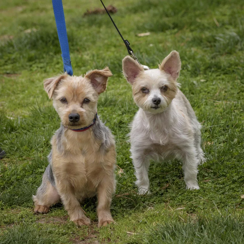 An adult small-sized male Yellow / Tan / Blond / Fawn Yorkshire Terrier dog named Marty & Gilda  for adoption in Lambertville, NJ
