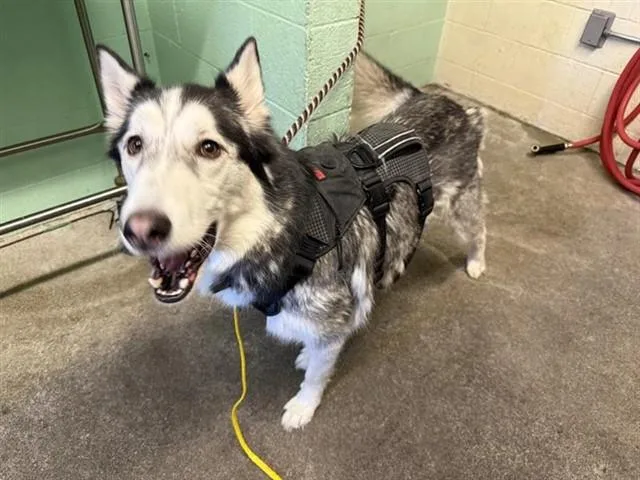An adult large-sized male Siberian Husky dog named Drako for adoption in Sacramento, CA