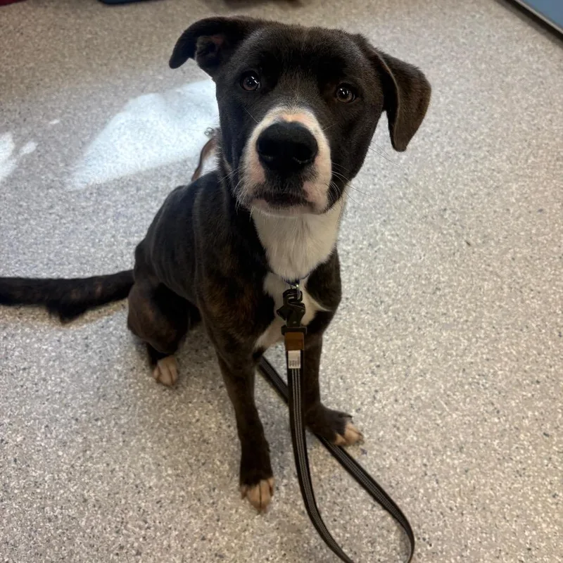 A young medium-sized male Brown / Chocolate Mixed Breed dog named Sully for adoption in Manhattan, KS