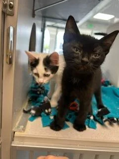 A baby medium-sized male Domestic Short Hair cat named Tito for adoption in Shoreline, WA
