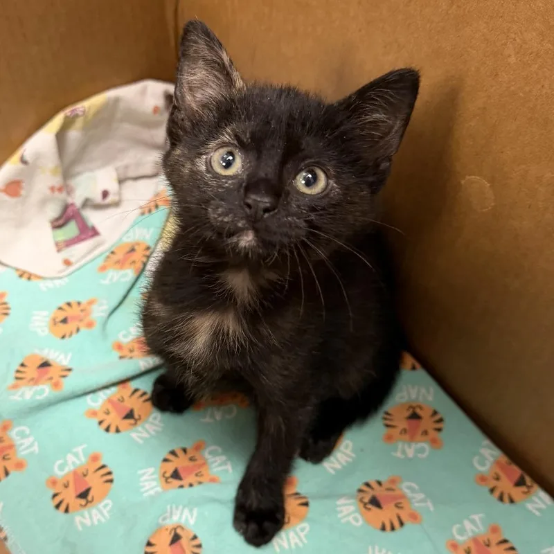 A baby small-sized female Black Domestic Short Hair cat named Kissy Boo Boo for adoption in Austin, TX