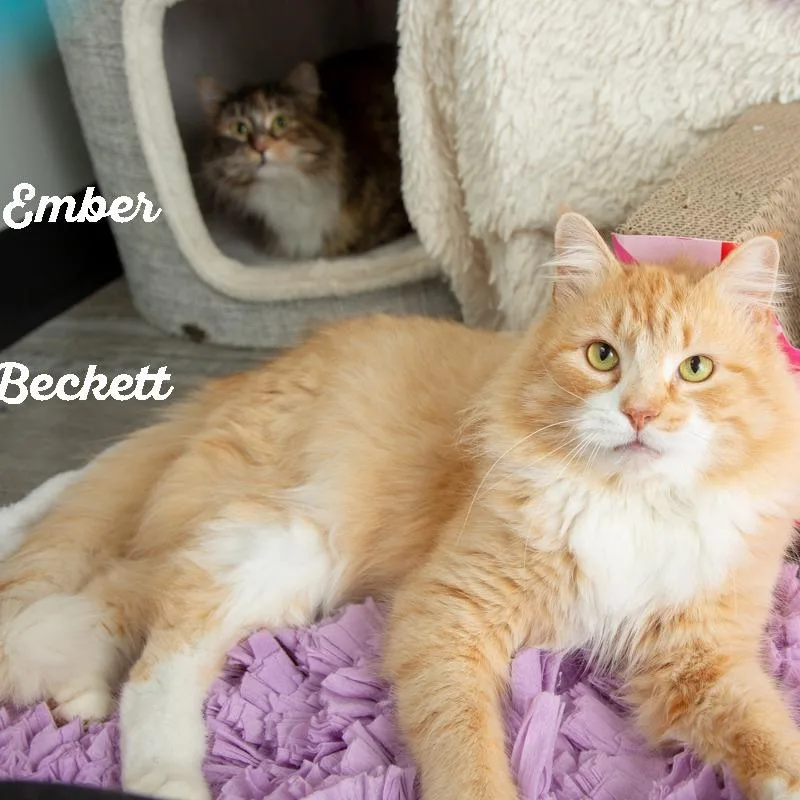 Beckett thumbnail 6