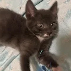 A baby medium-sized male Gray & White Domestic Short Hair cat named Snowflake for adoption in Portland, OR