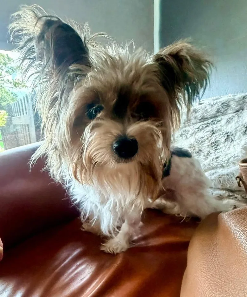 An adult medium-sized male Yorkshire Terrier dog named Morgan for adoption in Palm City, FL