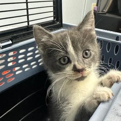 A baby small-sized male Gray / Blue / Silver Domestic Short Hair cat named Potter for adoption in Indianapolis, IN