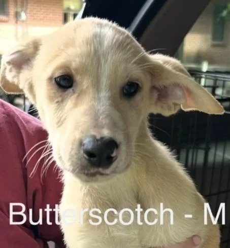 A baby large-sized male Yellow / Tan / Blond / Fawn Labrador Retriever dog named Butterscotch for adoption in Parma, OH