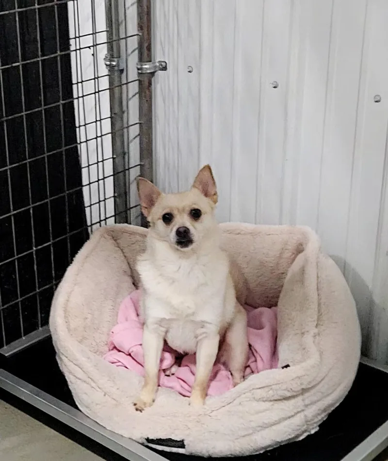 Miss Cha Cha Cha thumbnail 2