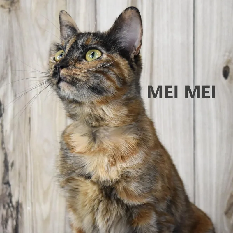 An adult medium-sized female Orange / Red Domestic Short Hair cat named Mei Mei for adoption in Yuma, AZ