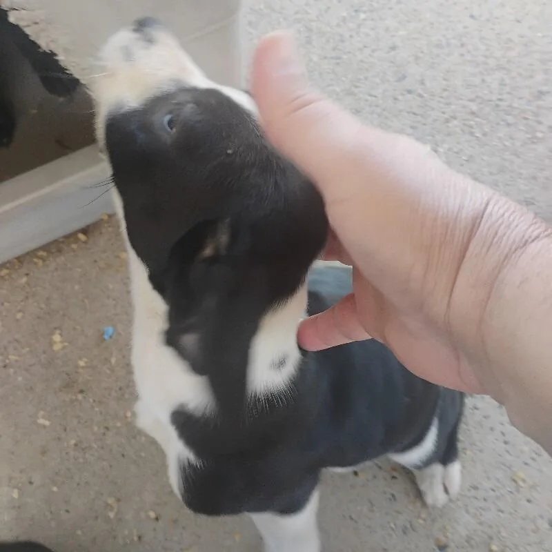 A baby small-sized female Black Mixed Breed dog named Precious for adoption in East Smithfield , PA