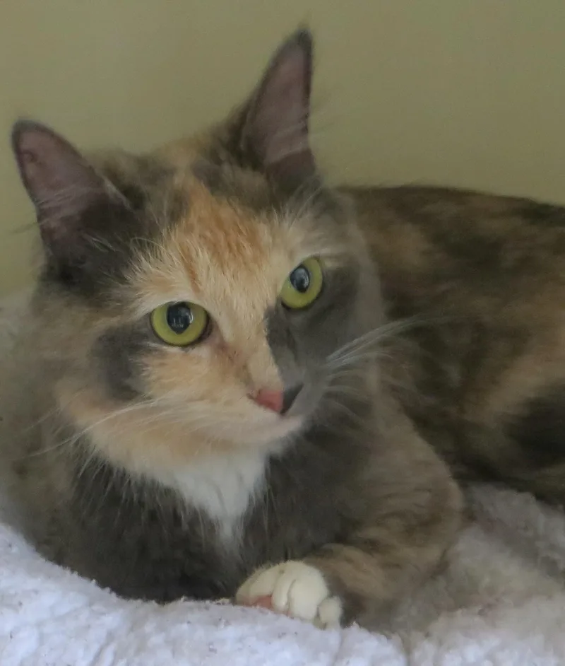 An adult medium-sized female Tortoiseshell cat named Trinity for adoption in Taunton, MA