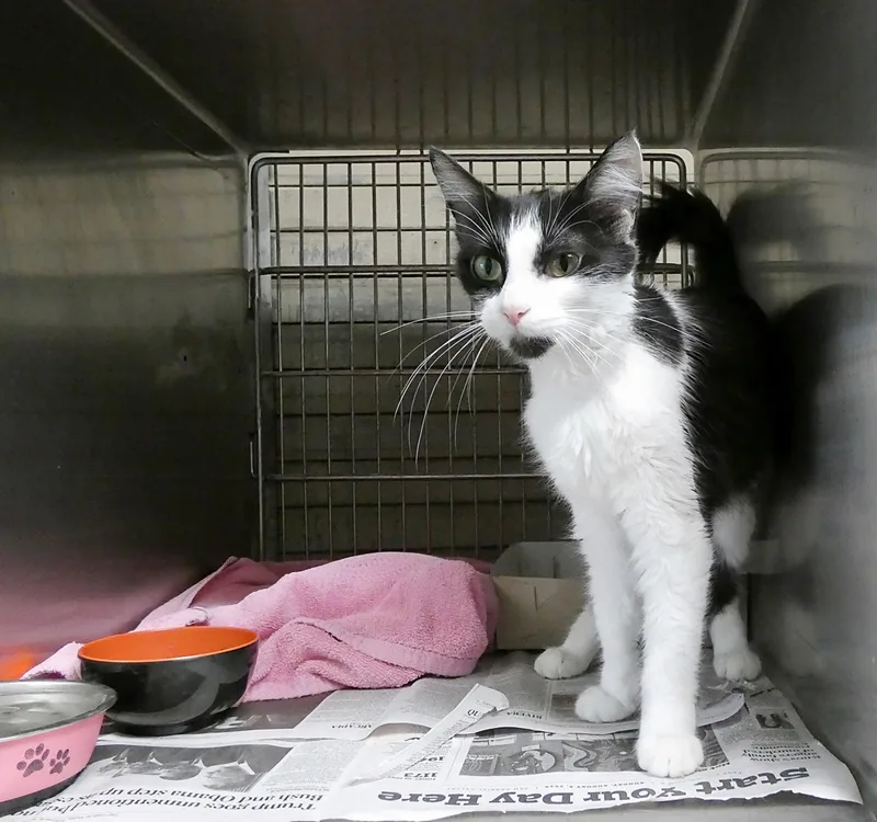 A young small-sized female Black & White / Tuxedo Domestic Short Hair cat named Scarlett for adoption in Pasadena, CA