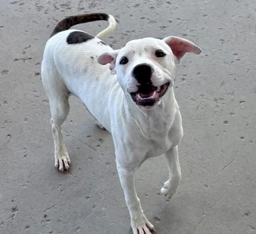 A young medium-sized female Pit Bull Terrier dog named Nikki for adoption in Bakersfield, CA