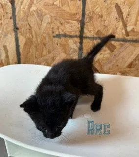 A baby medium-sized male Domestic Short Hair cat named Arc for adoption in Pleasanton, TX