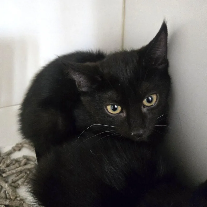 A baby medium-sized male Black Domestic Short Hair cat named Shadow for adoption in Phoenixville, PA