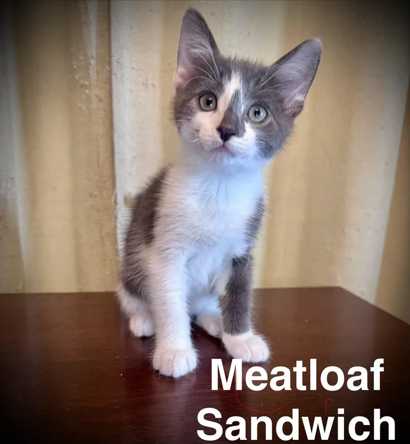 A baby medium-sized male Domestic Short Hair cat named Meatloaf Sandwich for adoption in Avoca, PA
