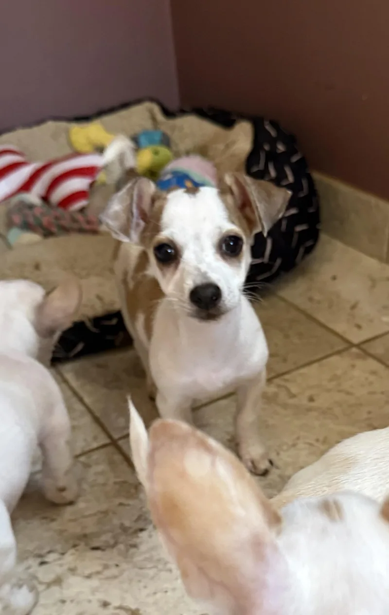 A baby small-sized female White / Cream Chihuahua dog named Bayberry for adoption in Kentwood, MI