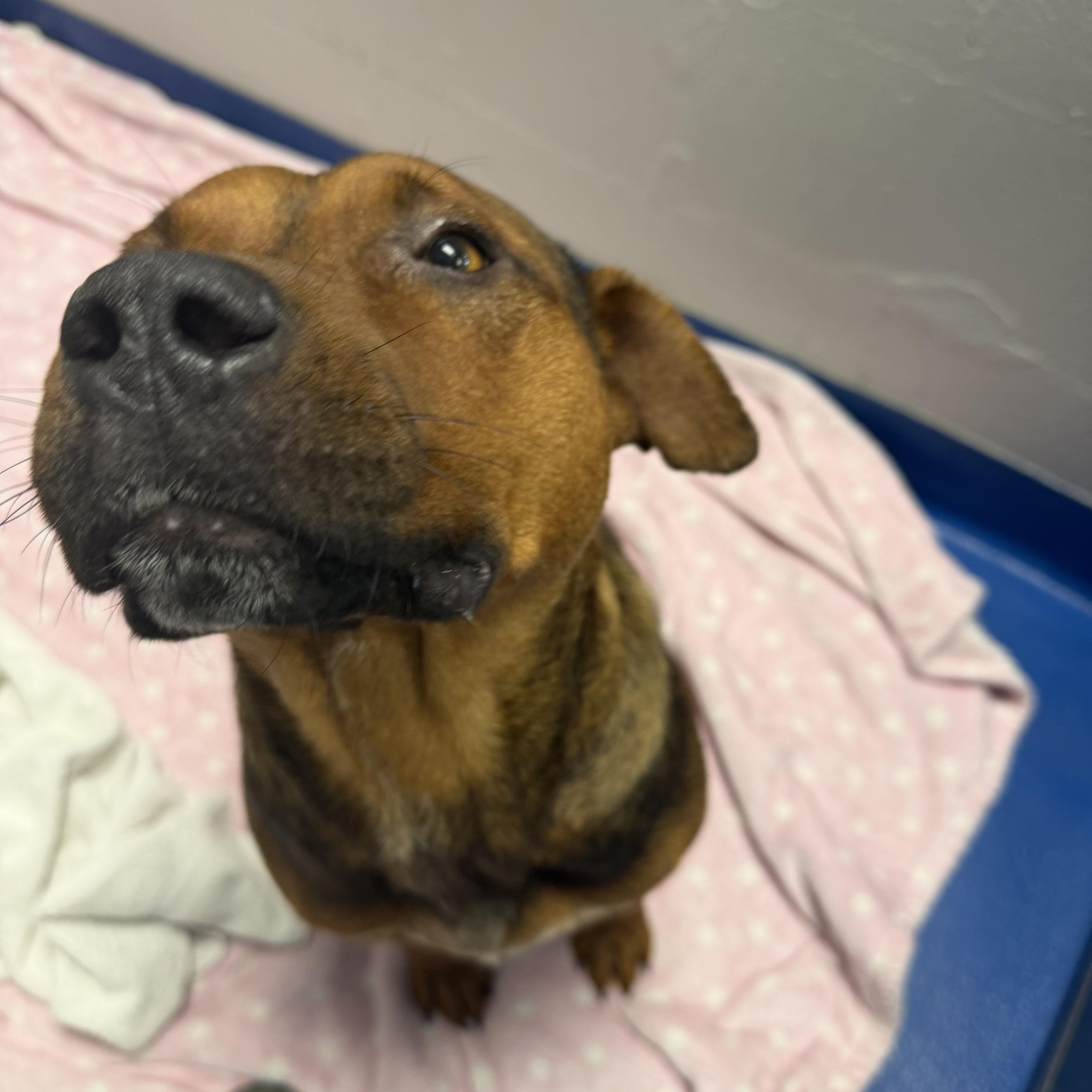 An adult medium-sized male Bicolor Hound dog named Arnold for adoption in Lancaster, SC