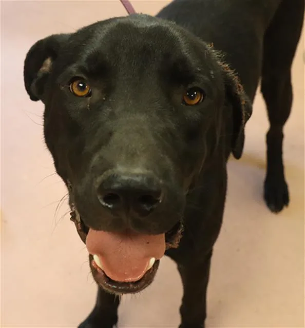 A young large-sized male Mixed Breed dog named Oreo for adoption in Columbia, SC