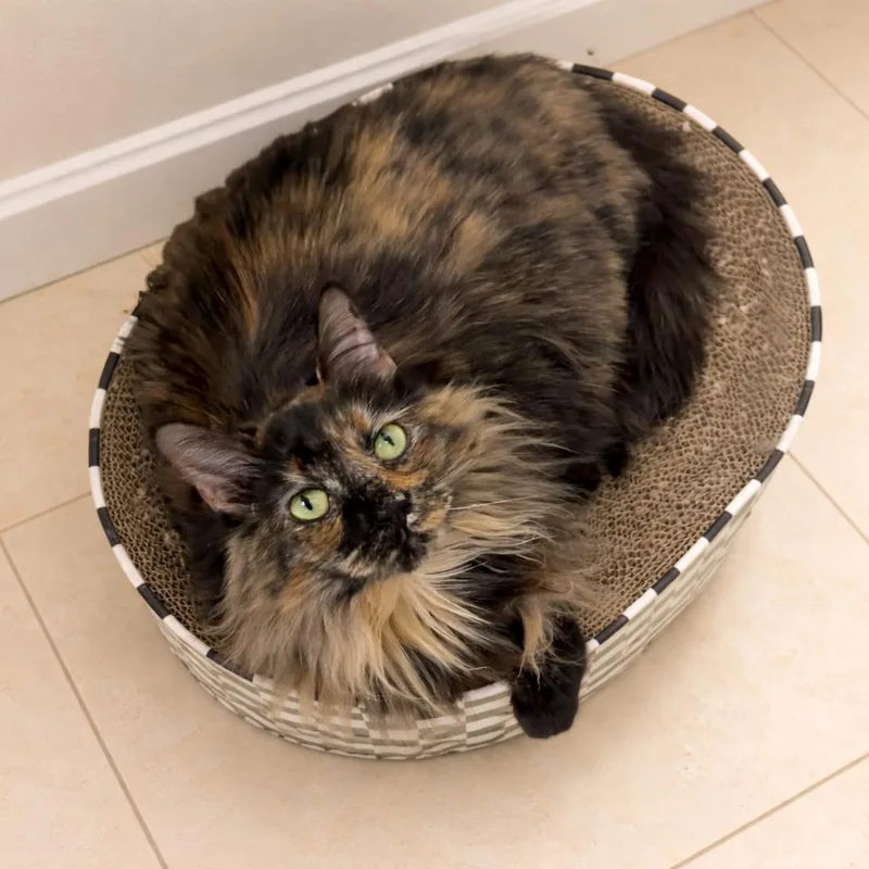 An adult medium-sized female Tortoiseshell Tortoiseshell cat named Charlotte for adoption in Hillsboro, TX
