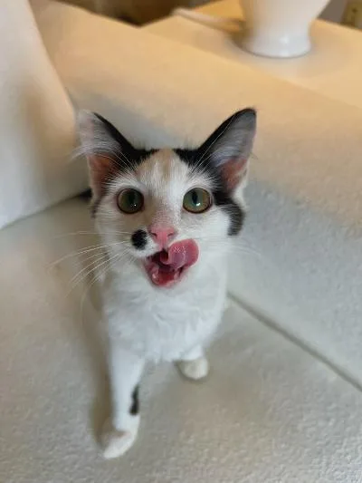 A baby medium-sized female Black & White / Tuxedo Domestic Short Hair cat named Dolly Dew for adoption in Mokena, IL