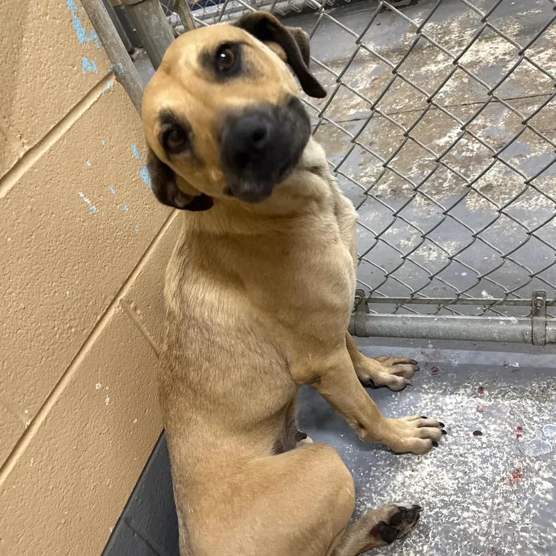 An adult medium-sized female Brown / Chocolate Mixed Breed dog named Barkie Spears for adoption in Monroeville, AL