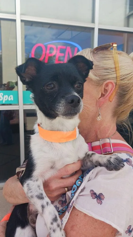 An adult small-sized male Rat Terrier dog named Bug for adoption in Cortez, CO