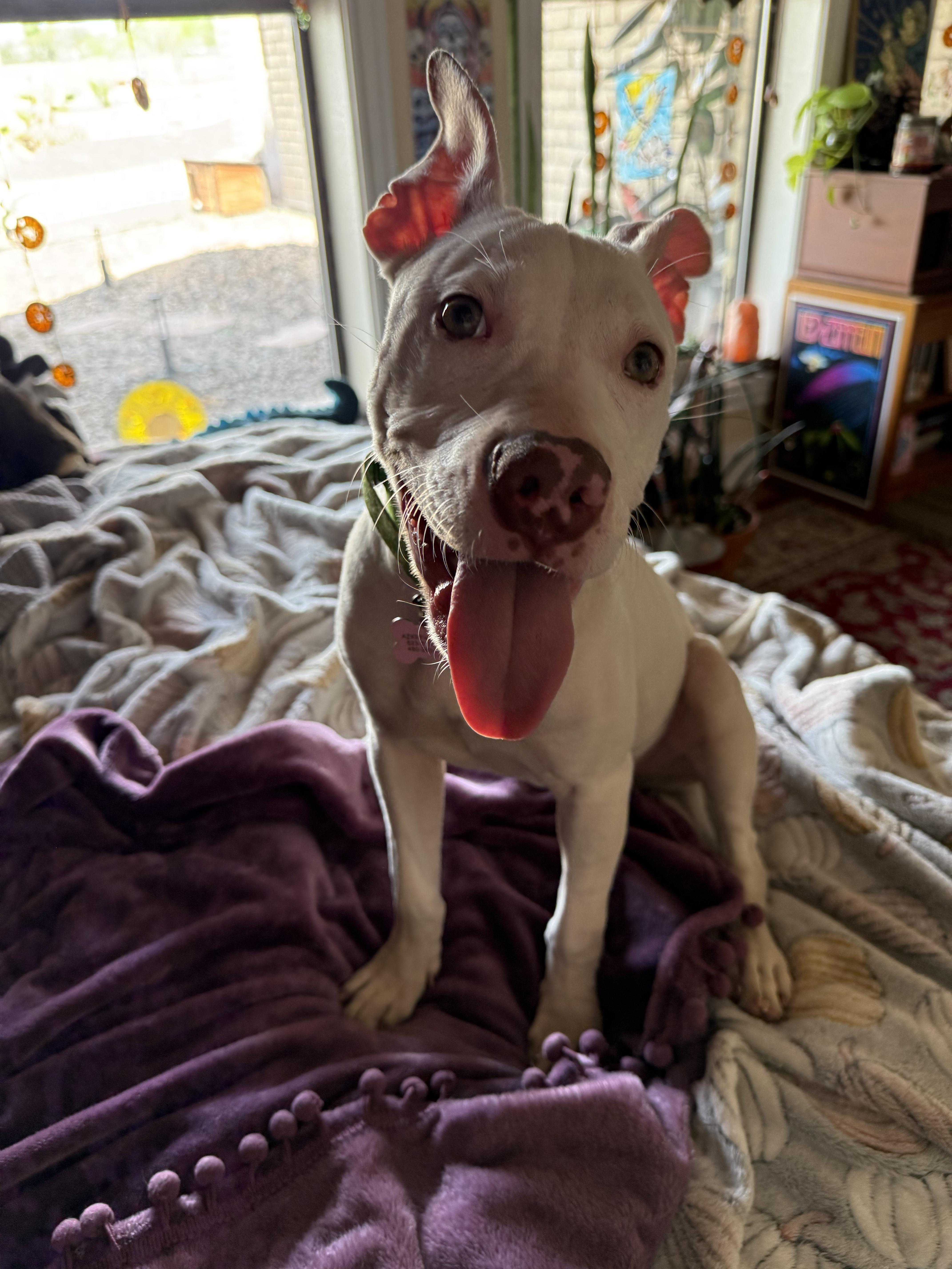 Florence thumbnail 4