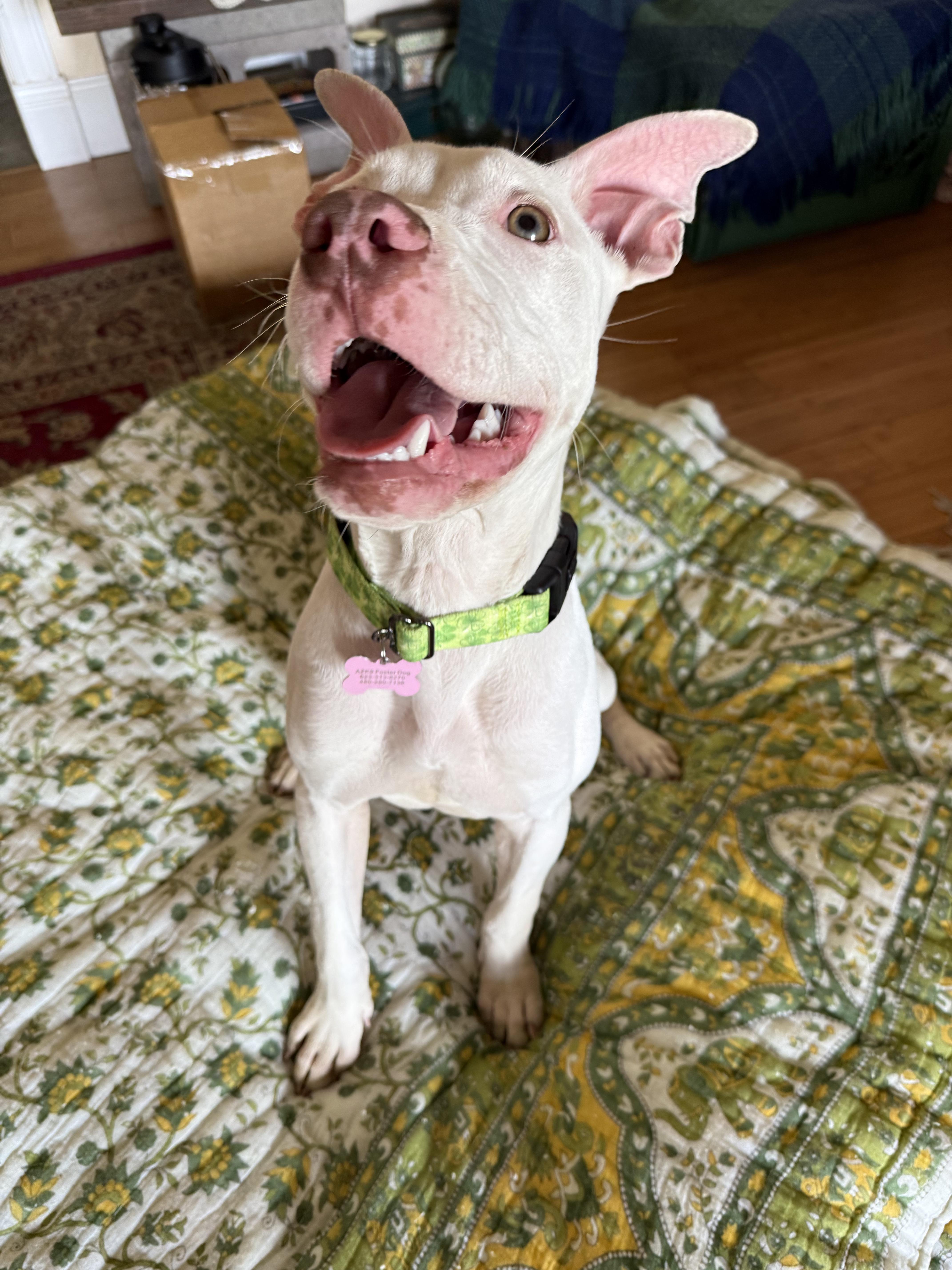 Florence thumbnail 6