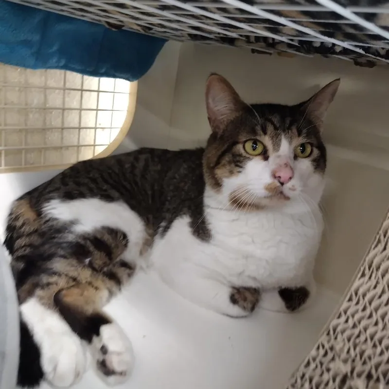 An adult small-sized male Gray / Blue / Silver Domestic Short Hair cat named Christopher for adoption in Meridian, ID