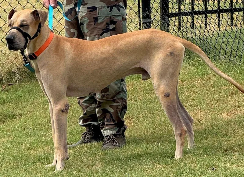 A young extra large-sized male Yellow / Tan / Blond / Fawn Great Dane dog named Maximus for adoption in Larkspur, CO